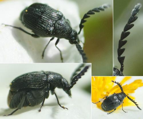 Bruchinae