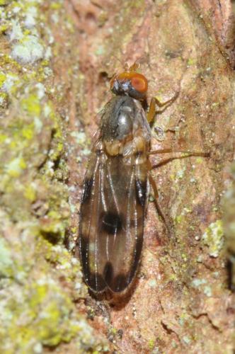 Toxoneura usta
