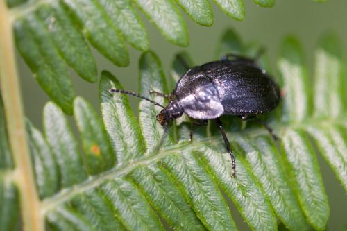 Phosphuga atrata