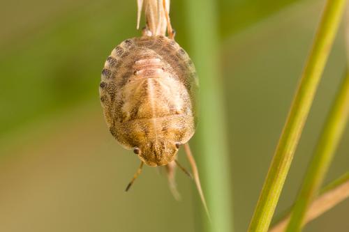 Réf. 235 806 : Eurygaster maura