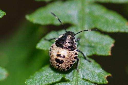 Réf. 235 170 : Rhaphigaster nebulosa