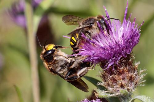 Anthidium septemspinosum