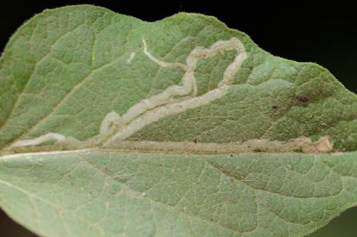 Réf. 235 281 : Phytomyza lappae