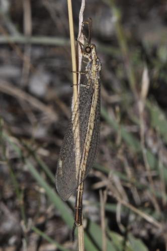 Réf. 235 638 : Macronemurus appendiculatus