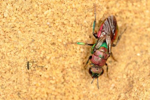 Hedychrum rutilans