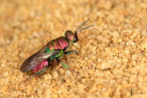 Hedychrum rutilans