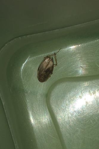 Ectobius sp.
