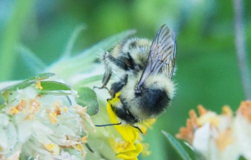 Réf. 235 228 : Bombus sylvarum