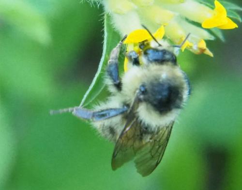 Réf. 235 319 : Bombus sylvarum