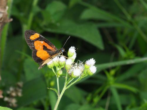 Acraea bonasia