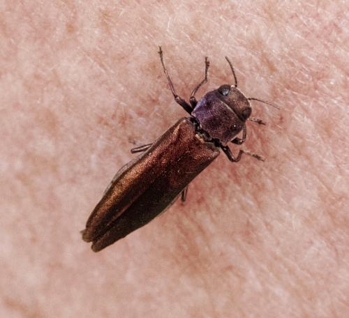 Agrilus sp.