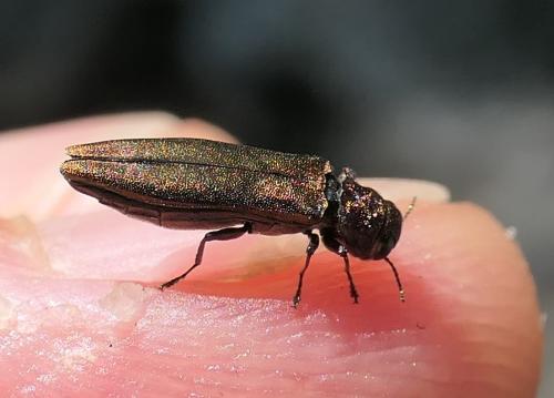 Agrilus sp.
