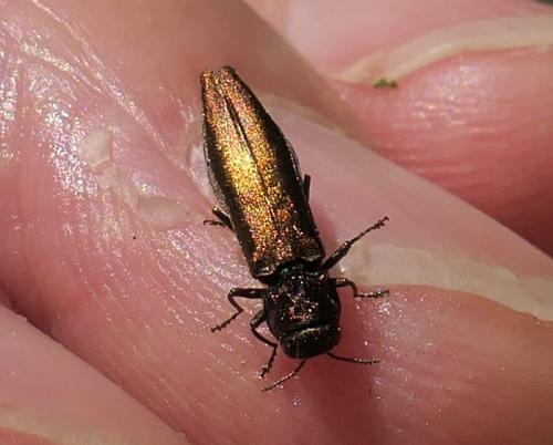 Agrilus sp.