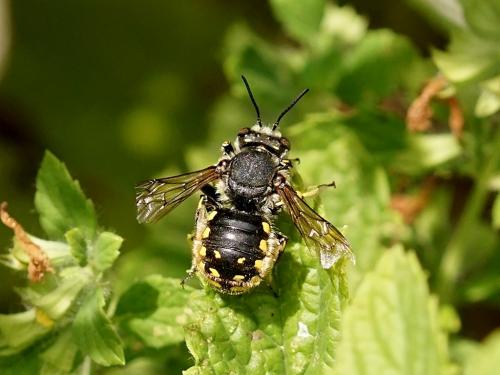 Anthidium manicatum