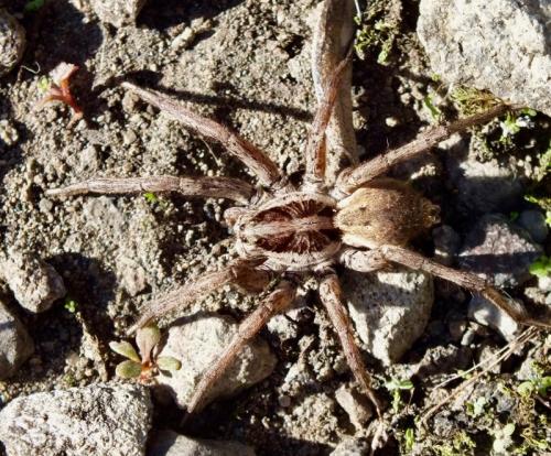 Hogna radiata