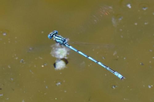 Erythromma lindenii