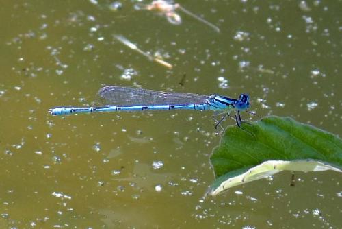 Erythromma lindenii