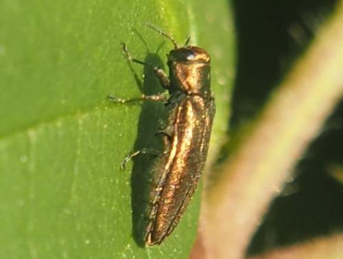 Réf. 235 937 : Agrilus sp.