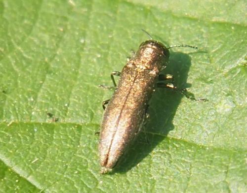 Réf. 235 936 : Agrilus sp.