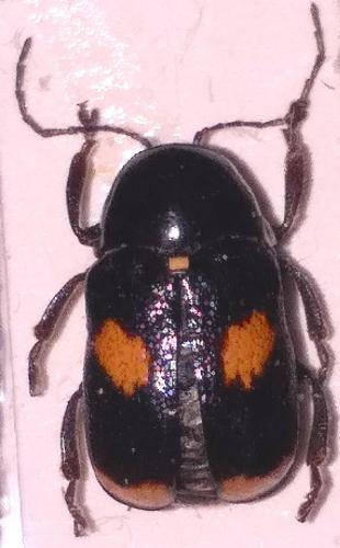 Cryptocephalus carinthiacus