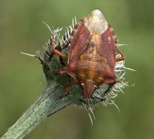 Réf. 235 014 : Carpocoris purpureipennis