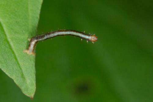Paradarisa consonaria