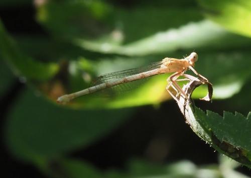 Platycnemis latipes