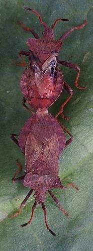 Réf. 235 975 : Coreus marginatus