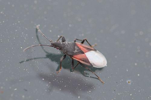 Réf. 235 967 : Oxycarenus lavaterae