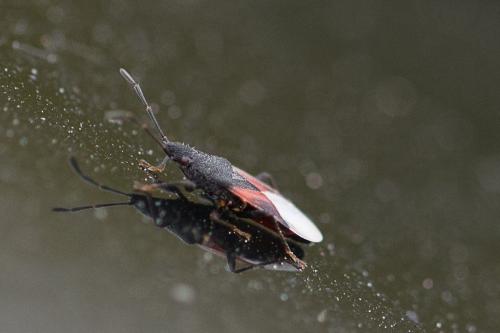 Réf. 235 968 : Oxycarenus lavaterae
