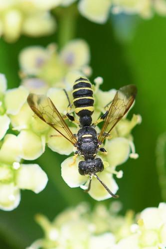 Cerceris quadricincta