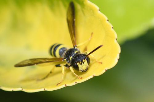 Réf. 235 847 : Cerceris quadricincta