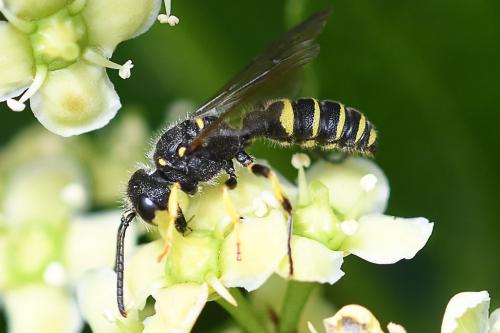 Cerceris quadricincta