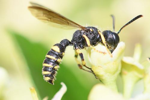 Réf. 235 846 : Cerceris quadricincta