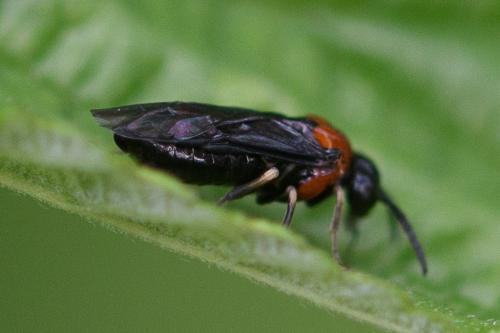Réf. 235 157 : Eutomostethus ephippium