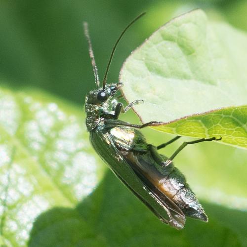 Oedemera nobilis