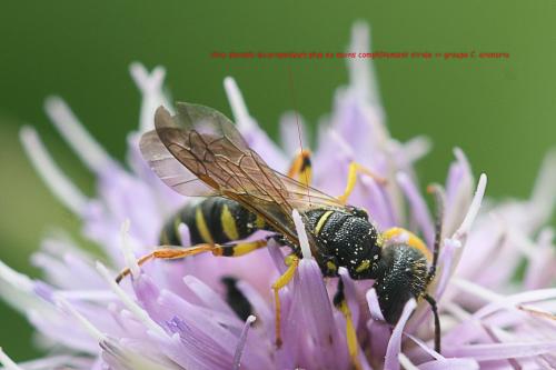 Réf. 235 370 : Cerceris quinquefasciata