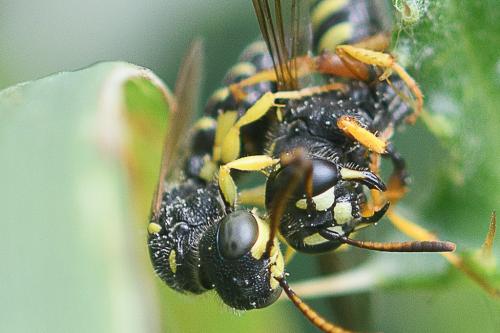 Réf. 235 371 : Cerceris quinquefasciata