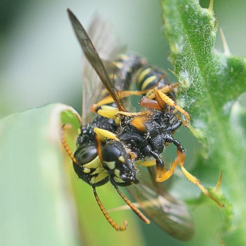 Réf. 235 374 : Cerceris quinquefasciata