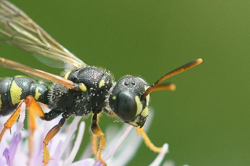 Cerceris quinquefasciata