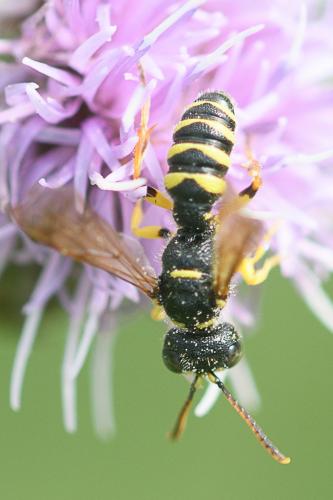 Réf. 235 217 : Cerceris quinquefasciata