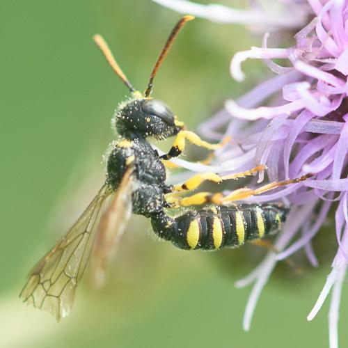 Cerceris quinquefasciata