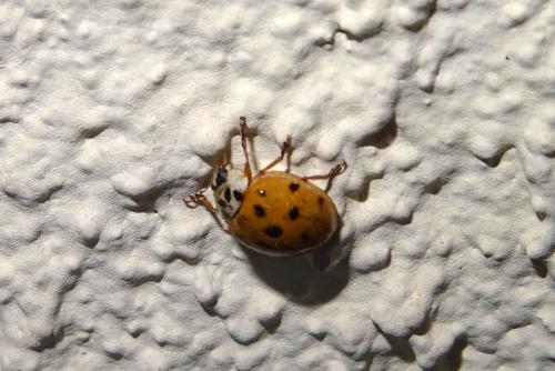 Harmonia axyridis