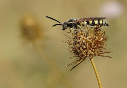Réf. 235 367 : Colpa sexmaculata