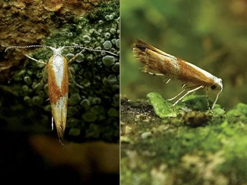 Réf. 235 985 : Argyresthia albistria