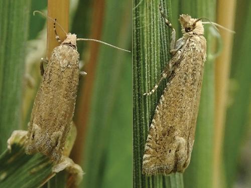 Réf. 235 964 : Pelochrista caecimaculana
