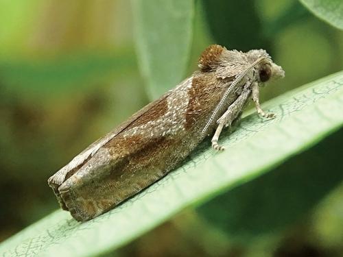 Epiblema foenella
