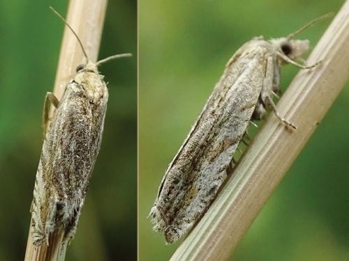 Réf. 235 974 : Eucosma sp.