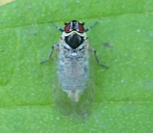 Réf. 235 035 : Hyalesthes obsoletus