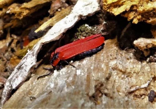 Réf. 235 766 : Lygistopterus sanguineus